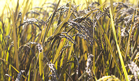 自社農場産の有機古代米