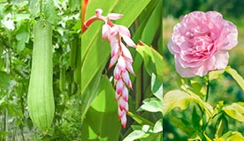 植物美容成分78%配合 日焼け止めなのに潤い続く
