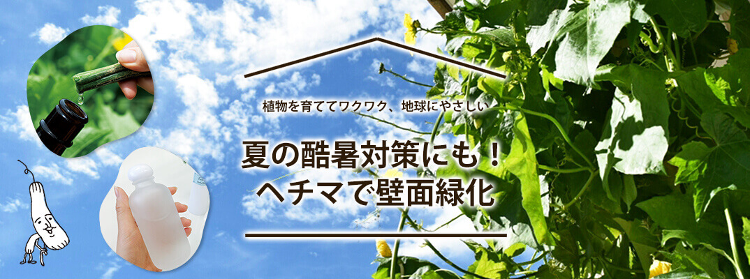 ヘチマで壁面緑化