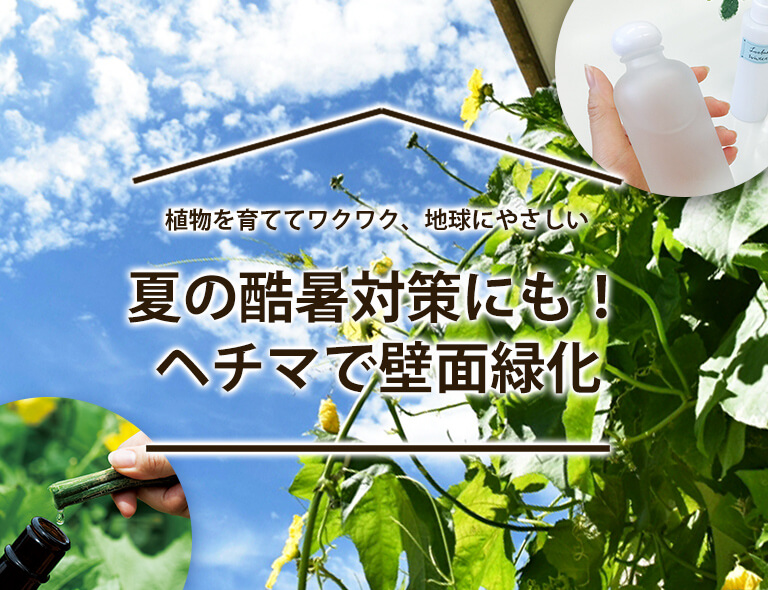 ヘチマで壁面緑化
